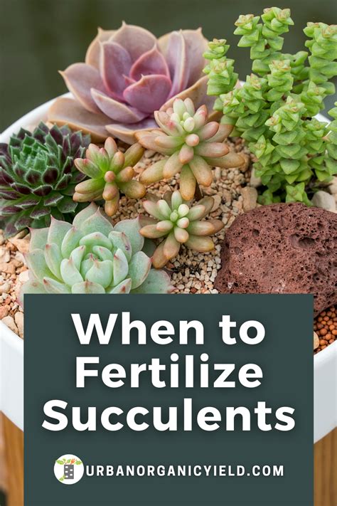 How Often To Fertilize Succulents Succulent Fertilizer Succulent