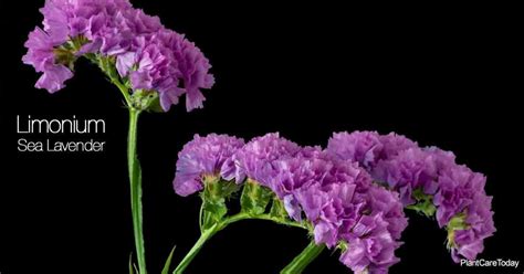 Sea Lavender Plant Care: How To Grow Limonium