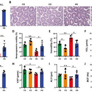 Genipin Ameliorates HFD Induced Sperm Dysfunction In Mice A Testis