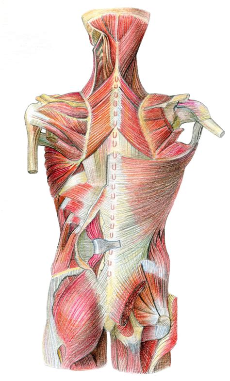 Download Detailed Human Anatomy Illustration