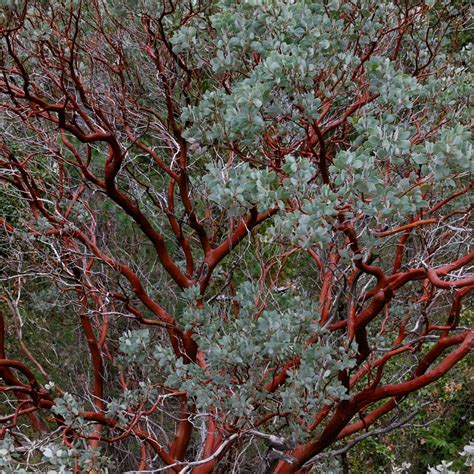 Manzanita - Bloom! California