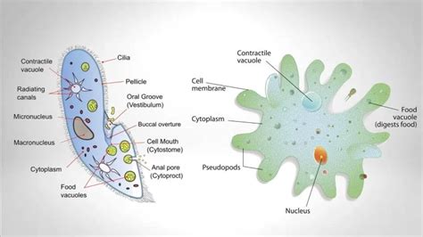 Protozoa Study Guide - Inspirit