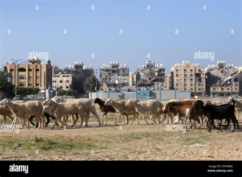 Gaza Palestina 2 de diciembre de 2023 Un rebaño de ovejas caminando