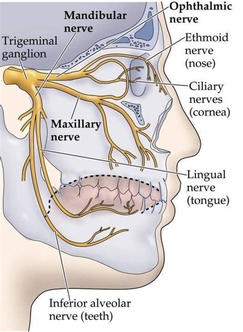 Dentaltown The Trigeminal Nerve A K A The Fifth Cranial Nerve Or