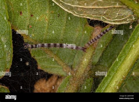 Small Moth Larva Of The Order Lepidoptera Stock Photo Alamy