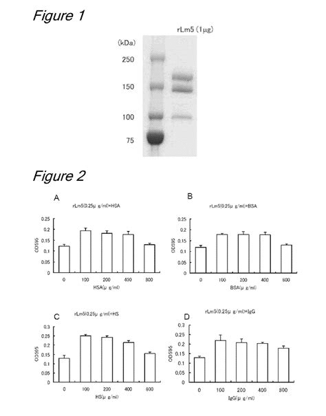 Method For Culturing Cells In A System Comprising Laminin Eureka