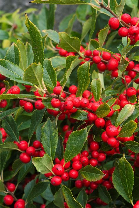 Red Sprite Winterberry Berry Plants Winter Plants Plants