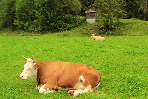 Comment Dort Une Vache