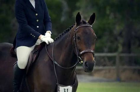 Types Of English Horseback Riding