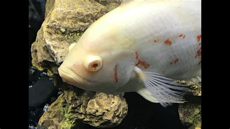 Frontosa Cichlid Female Black Convict Cichlids Albino Tiger Oscar