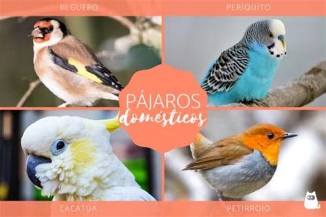 Top 10 pájaros ideales para tener en casa ArmadilloChile cl