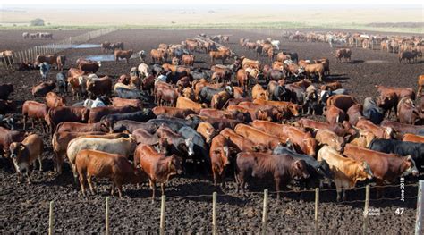 Cattle Feedlot Design In South Africa - Livestock Cattle