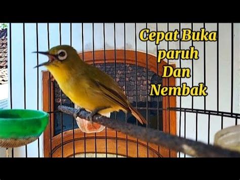 Pleci Gacor Nembak Untuk Terapi Pleci Buka Paruh Dan Nembak Youtube