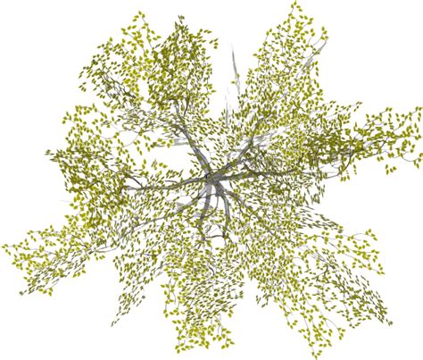 Download HD Plan Tree3 - Architectural Tree Png Plan Transparent PNG ...