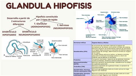 Glanndula Pituitaria O Glandula Hipofisis Ppt Descarga Gratuita