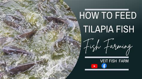 How To Feed Tilapia Fish In A Pond As A Beginner Fish Farming In Kenya