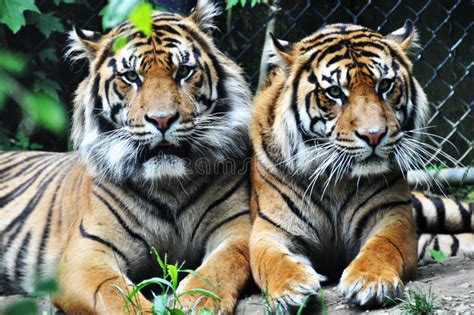 Two Tigers Stock Image Image Of Carnivore Sumatran 17406787