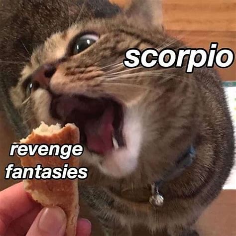 28 Scorpio Memes That Are Painfully Accurate Our Mindful Life