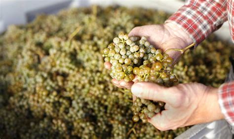 Weingut K Nstler In Hochheim Am Main