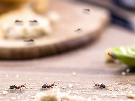 Que Faire Lorsquon A Des Fourmis Dans La Maison