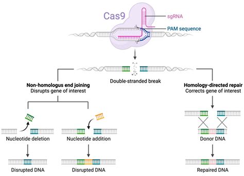 Genes Free Full Text Crispr Cas ‘the Multipurpose Molecular Tool