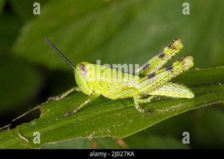 Giant Grasshopper, Valanga irregularis. Also known as Giant Valanga or Hedge Grasshopper. Bright ...