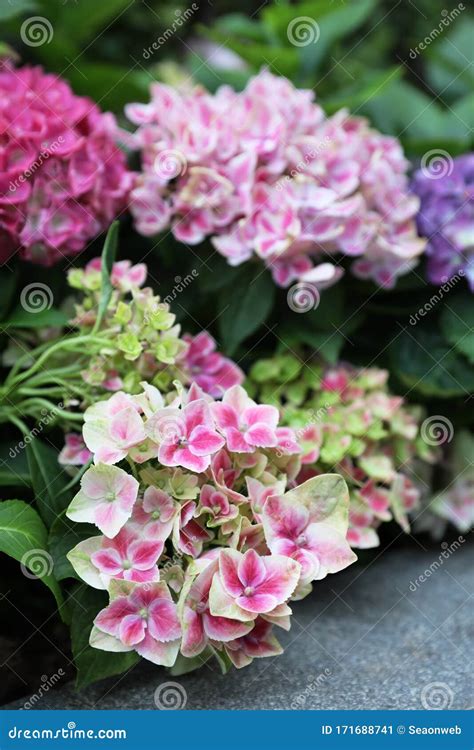 Colorful Hydrangeas Beautiful Flowers Beauty In Nature Stock Image