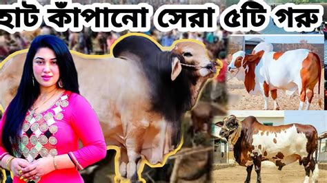 ২০২২ সালে রাতারাতি হাট কাঁপানো সেরা ৫টি গরু পর্ব ০১ Kurbanir Gorur