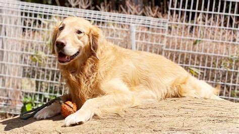 ゴールデンレトリーバーの毛のお手入れのヒント｜お役立ち情報 犬猫小動物｜スペクトラム ブランズ ジャパン 株式会社（旧テトラ ジャパン株式会社）