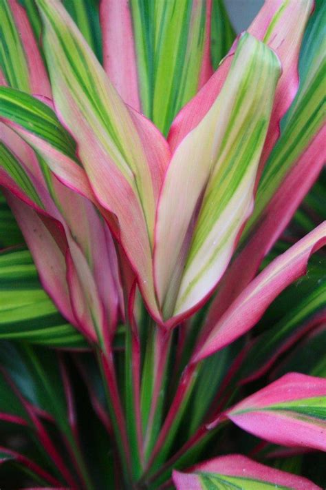 Photo Of The Leaves Of Ti Plant Cordyline Fruticosa Kiwi Posted By