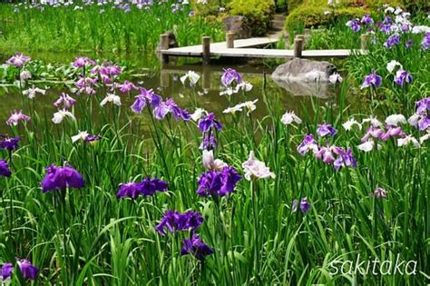 平安神宮の花菖蒲 日常散策