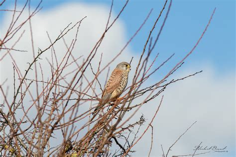 Faucon crécerelle Falco tinnunculus Common Kestrel Flickr