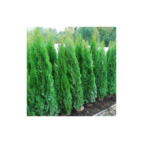 Thuja Occidentalis Danica A Palla Pianta In Vaso 18 Cm Vivaio Di