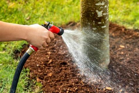 Watering 101 How Much To Water A New Tree Tree Care Blog