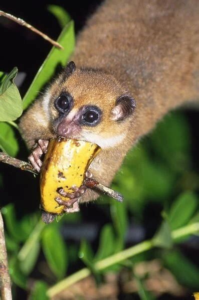 MOUSE LEMUR eating Banana (Microcebus rufus). Madagascar (Photos Framed,...) #14169520