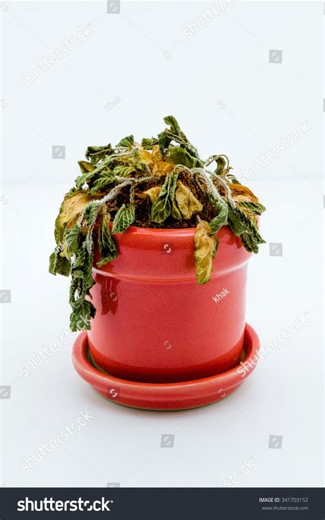 One Dead Plant Pot Isolated On Stock Photo 341703152 Shutterstock