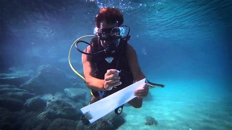 Life Insurance For Scuba Divers 3d Diving