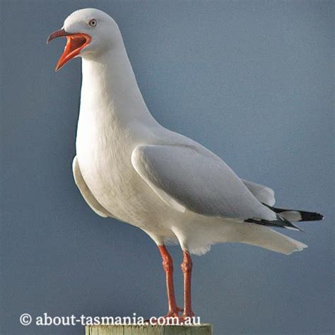 Silver Gull | About Tasmania