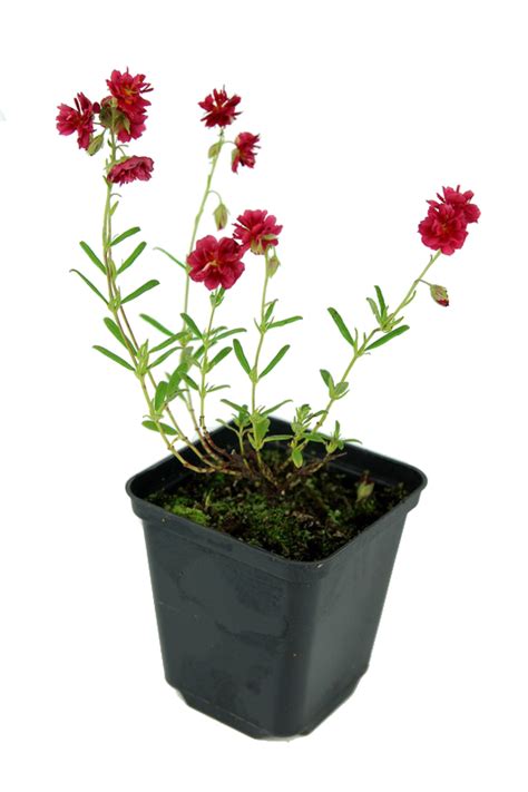 Posłonek Cerise Queen Helianthemum hybridum Albamar