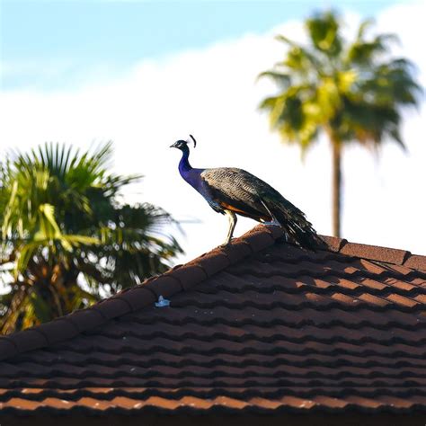 Feral Peacocks Running Roughshod Over Southern California