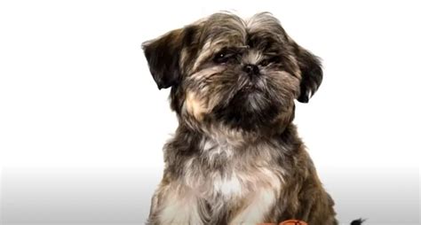 10 Mistakes Every Shih Tzu Owner SHOULD AVOID