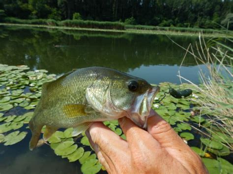 Black bass Comment pêcher ce poisson aux leurres Magazine 1max2peche