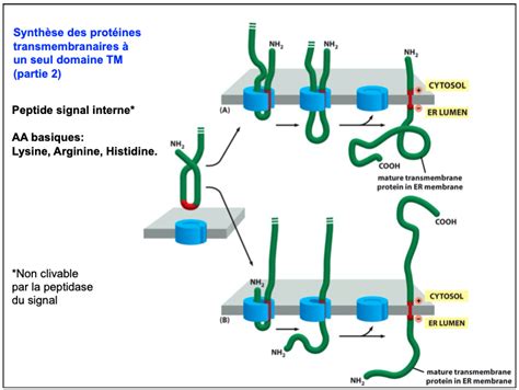 Protéines Membranaires Intégrales Ue2 Biologie Cellulaire Tutorat