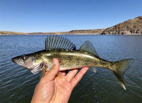 The Eyes Have It Salmon Falls Creek Reservoir Offers A Rare