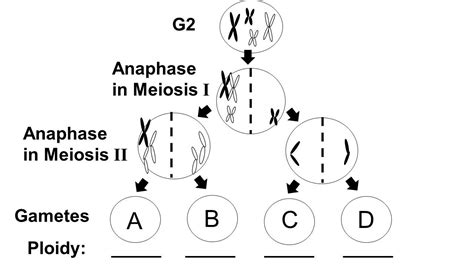 Solved 12) The figure below shows a diploid cell of 2N = 4 | Chegg.com