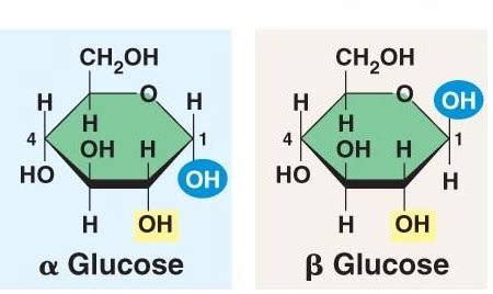 Draw the structure of alpha and beta glucose Biology Biomolecules ...