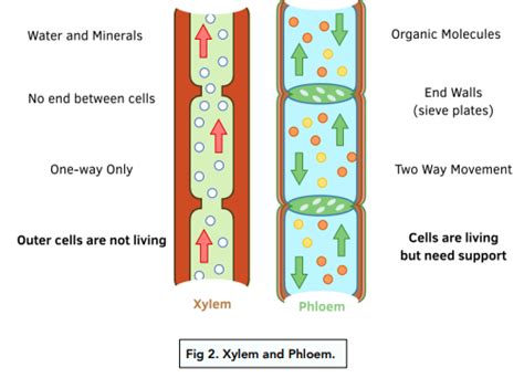 Transport In Plants Transport Systems In Plants Gcse Biology