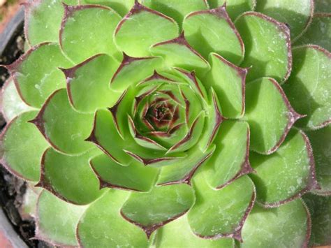 Images Gratuites la nature cactus tranchant croissance isolé