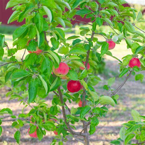 Gala Apple Tree For Sale Enjoy Sweet And Versatile Fruit From Your Own