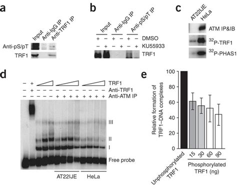 Phosphorylation By Atm Impairs Trf1 Interaction With Telomeric Dnaa